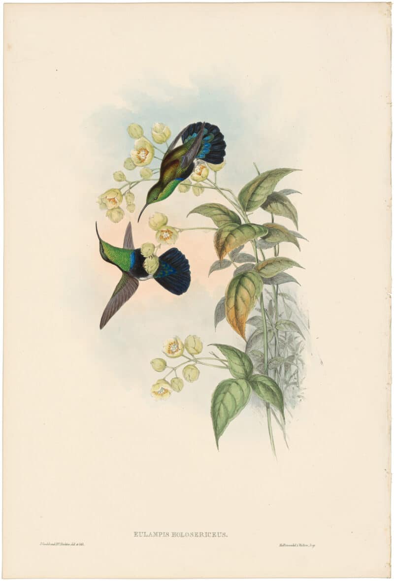 Gould Hummingbirds, Pl. 83, Green-breasted Carib