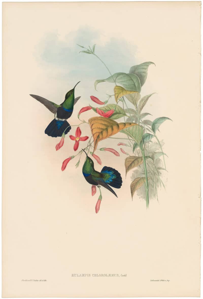 Gould Hummingbirds, Pl. 84, Grass-green-breasted Carib