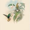 Gould Hummingbirds, Pl. 85, Buff-tailed Velvet-breast