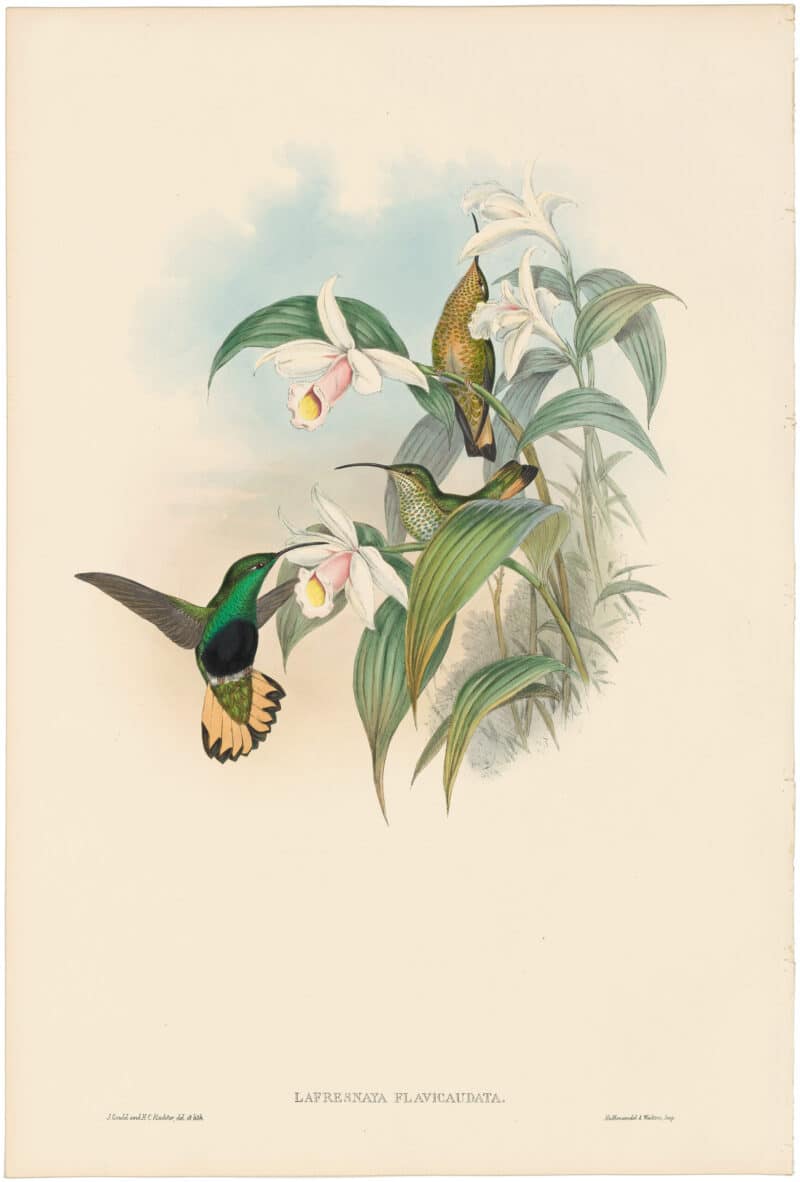 Gould Hummingbirds, Pl. 85, Buff-tailed Velvet-breast