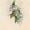 Gould Hummingbirds, Pl. 86, White-tailed Velvet-breast