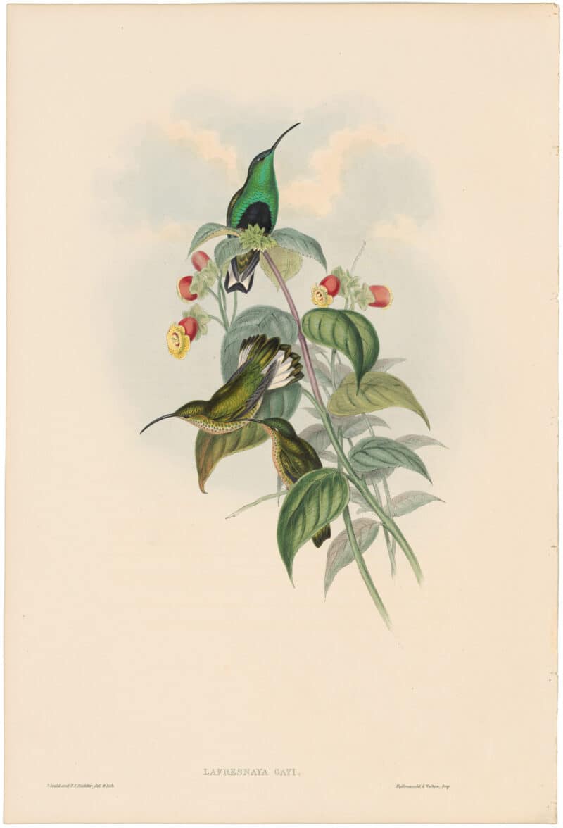 Gould Hummingbirds, Pl. 86, White-tailed Velvet-breast
