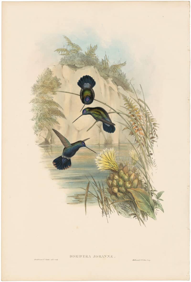 Gould Hummingbirds, Pl. 87, Blue-fronted Lance-bill