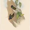 Gould Hummingbirds, Pl. 88, Green-fronted Lance-bill