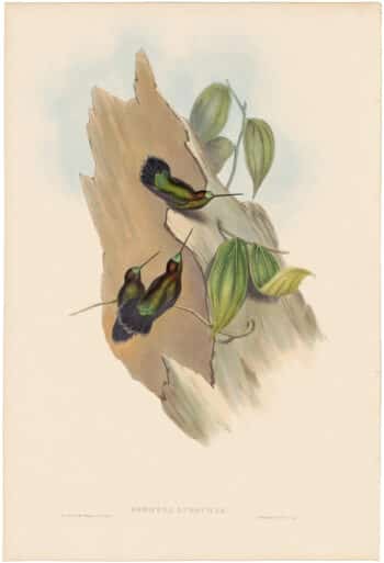 Gould Hummingbirds, Pl. 88, Green-fronted Lance-bill