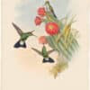 Gould Hummingbirds, Pl. 89, Buffon's Plumeleteer