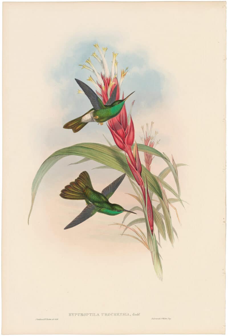 Gould Hummingbirds, Pl. 90, Golden-tailed Plumeleteer