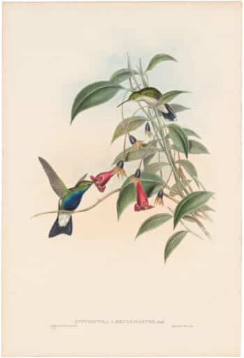 Gould Hummingbirds, Pl. 91, Emerald-fronted Humming-bird