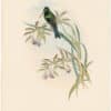 Gould Hummingbirds, Pl. 92, Emerald-fronted Humming-Bird