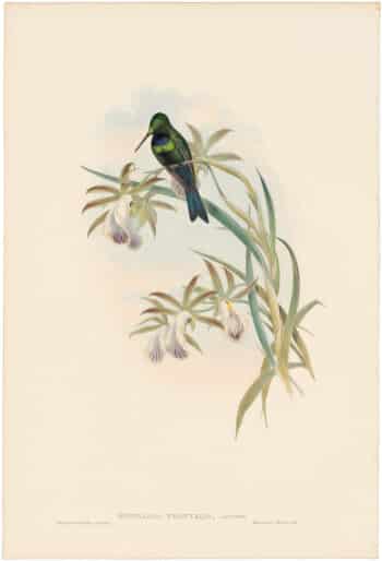 Gould Hummingbirds, Pl. 92, Emerald-fronted Humming-Bird