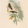 Gould Hummingbirds, Pl. 93, Schreiber's Humming-Bird