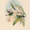 Gould Hummingbirds, Pl. 94, Green Crowned Brilliant