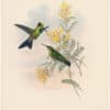 Gould Hummingbirds, Pl. 95, Jameson's Brilliant