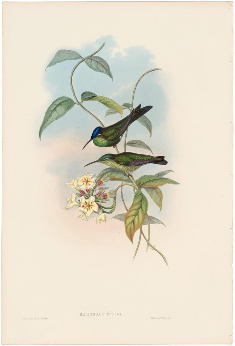 Gould Hummingbirds, Pl. 96, Otero Brilliant