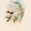 Gould Hummingbirds, Pl. 97, Leadbeater's Brilliant