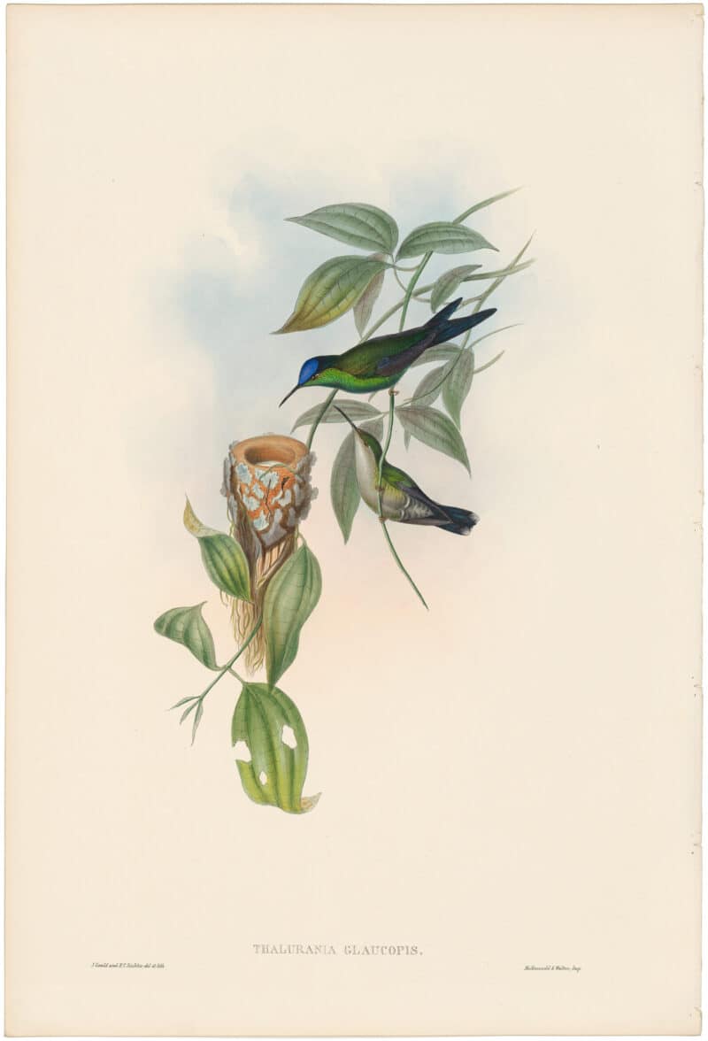 Gould Hummingbirds, Pl. 99, Brazilian Wood-Nymph