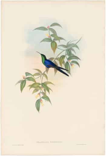 Gould Hummingbirds, Pl. 100, Waterton's Wood-Nymph