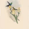 Gould Hummingbirds, Pl. 101, Cayenne Wood-Nymph