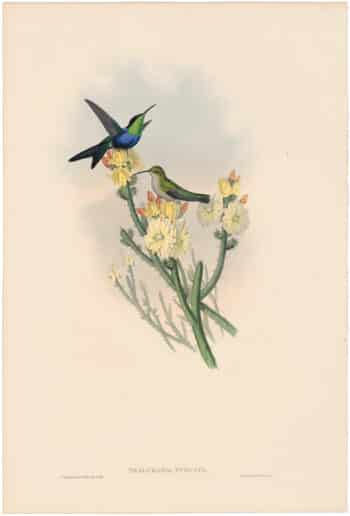 Gould Hummingbirds, Pl. 101, Cayenne Wood-Nymph