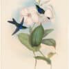Gould Hummingbirds, Pl. 102, Refulgent Wood-Nymph