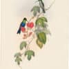 Gould Hummingbirds, Pl. 103, Tschudi's Wood-Nymph