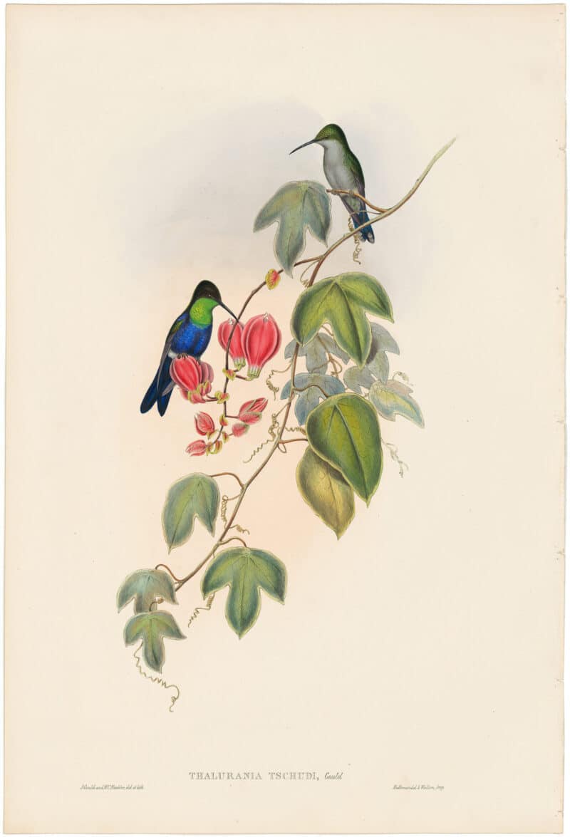 Gould Hummingbirds, Pl. 103, Tschudi's Wood-Nymph