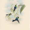 Gould Hummingbirds, Pl. 104, Black-banded Wood-Nymph