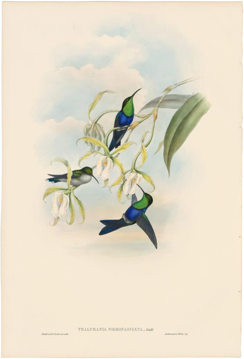 Gould Hummingbirds, Pl. 104, Black-banded Wood-Nymph