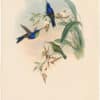 Gould Hummingbirds, Pl. 105, Veraguan Wood-Nymph