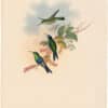 Gould Hummingbirds, Pl. 106, Columbian Wood-Nymph