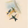 Gould Hummingbirds, Pl. 107, Green-crowned Wood-Nymph