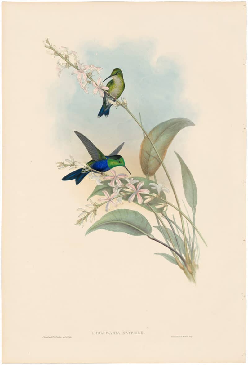 Gould Hummingbirds, Pl. 108, Brazilian Wood-Nymph