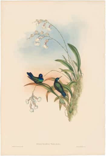 Gould Hummingbirds, Pl. 109, Wagler's Wood-Nymph