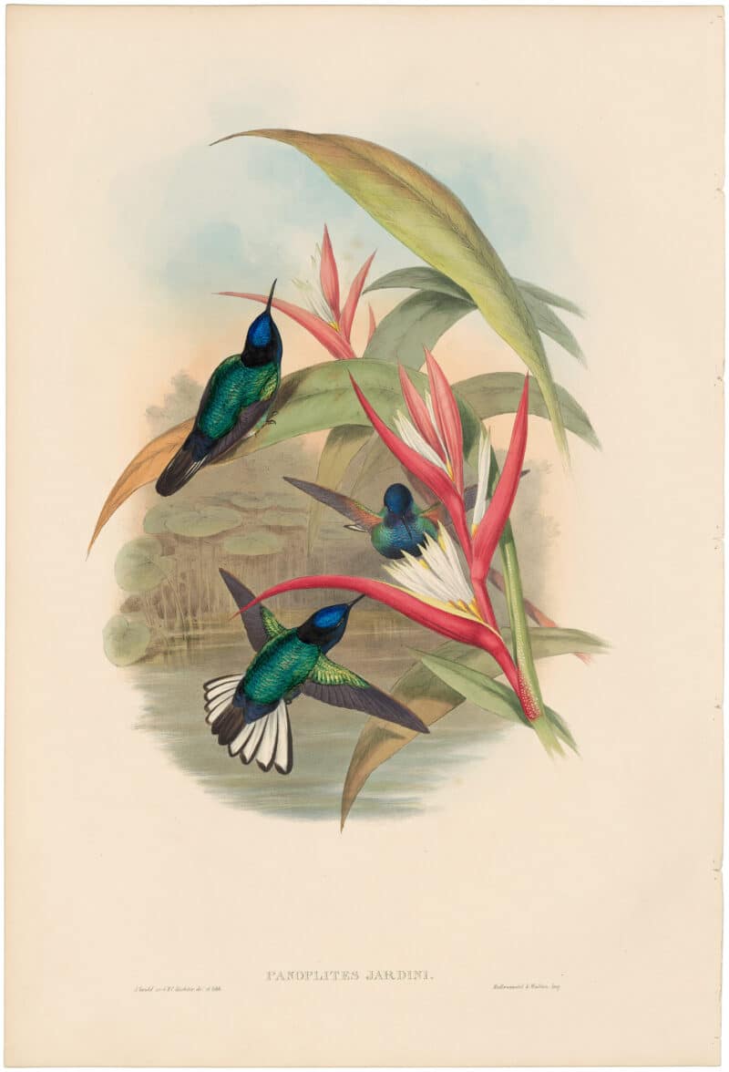 Gould Hummingbirds, Pl. 110, Jardine's Panoplites