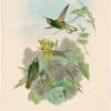 Gould Hummingbirds, Pl. 111, Yellow-fronted Panoplites