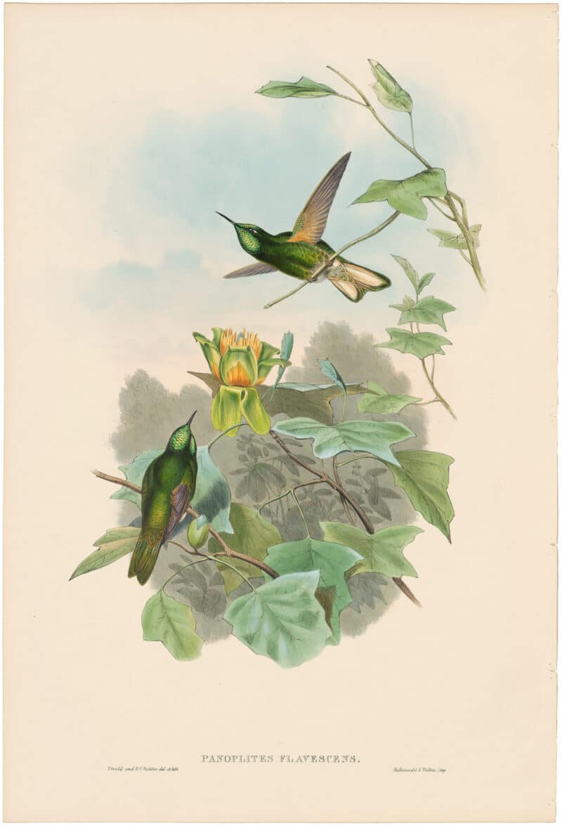 Gould Hummingbirds, Pl. 111, Yellow-fronted Panoplites