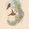 Gould Hummingbirds, Pl. 112, Matthew's Panoplites