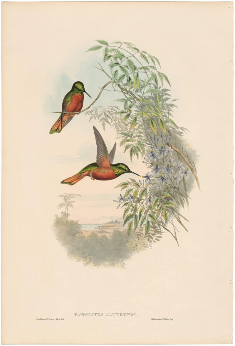 Gould Hummingbirds, Pl. 112, Matthew's Panoplites