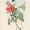 Gould Hummingbirds, Pl. 113, Jacobin