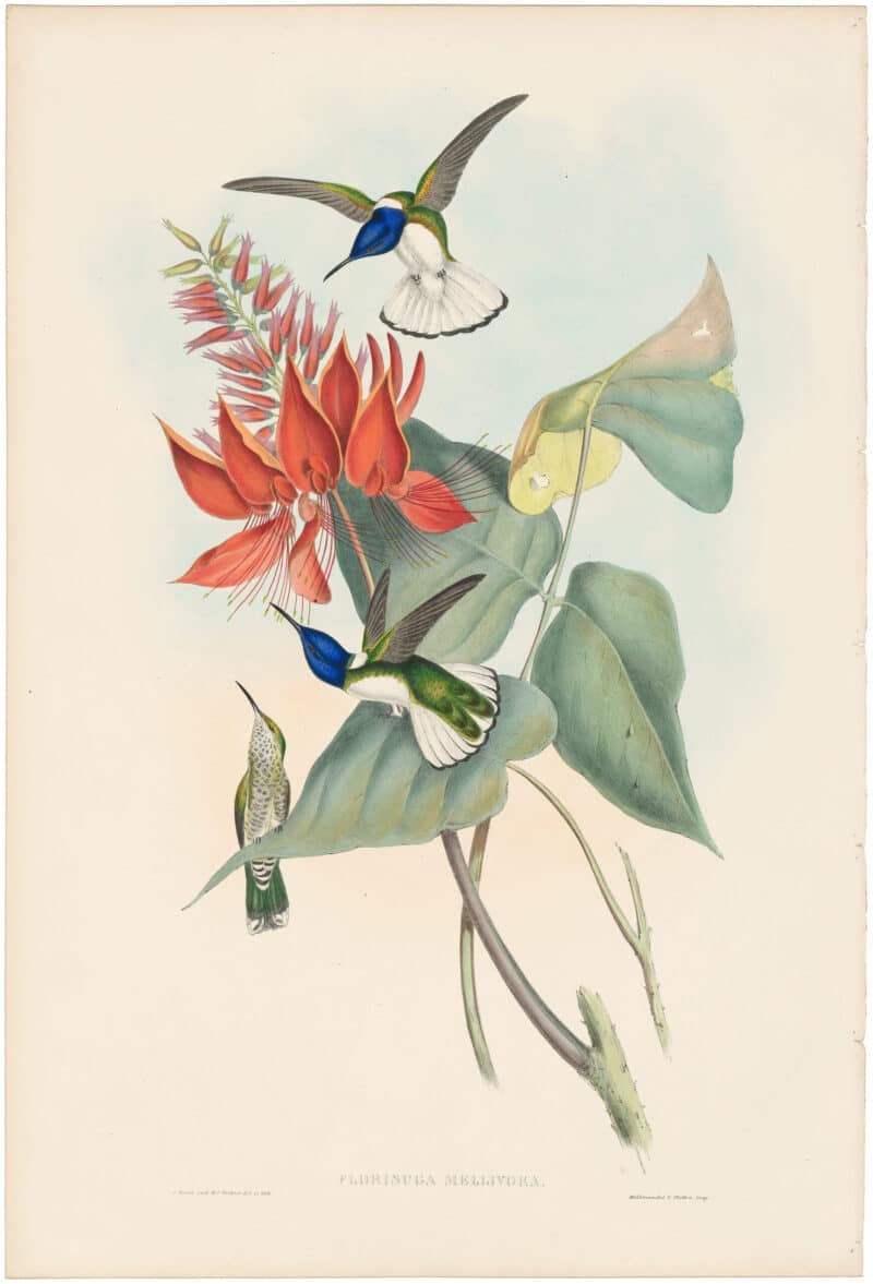 Gould Hummingbirds, Pl. 113, Jacobin