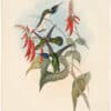 Gould Hummingbirds, Pl. 114, Great Jacobin
