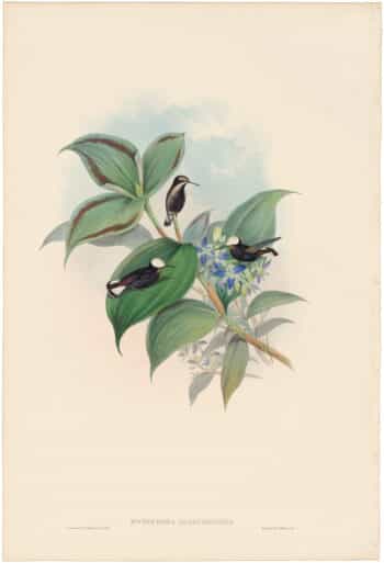 Gould Hummingbirds, Pl. 116, Snow-cap