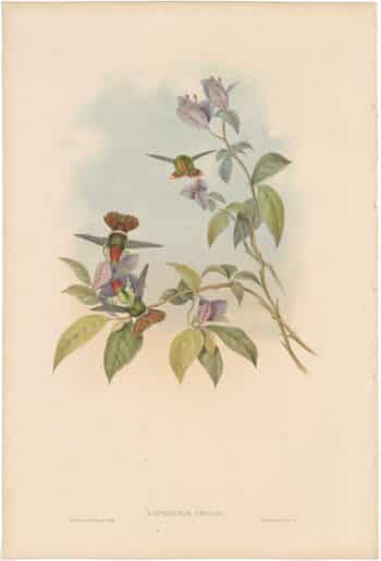 Gould Hummingbirds, Pl. 118, Gould's Coquette