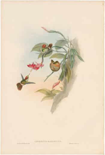 Gould Hummingbirds, Pl. 119, Frilled Coquette