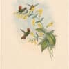 Gould Hummingbirds, Pl. 120, Great-Crested Coquette