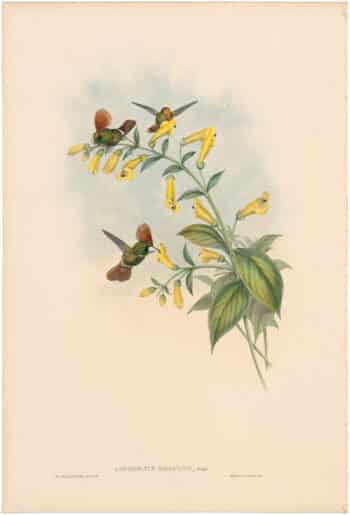 Gould Hummingbirds, Pl. 120, Great-Crested Coquette