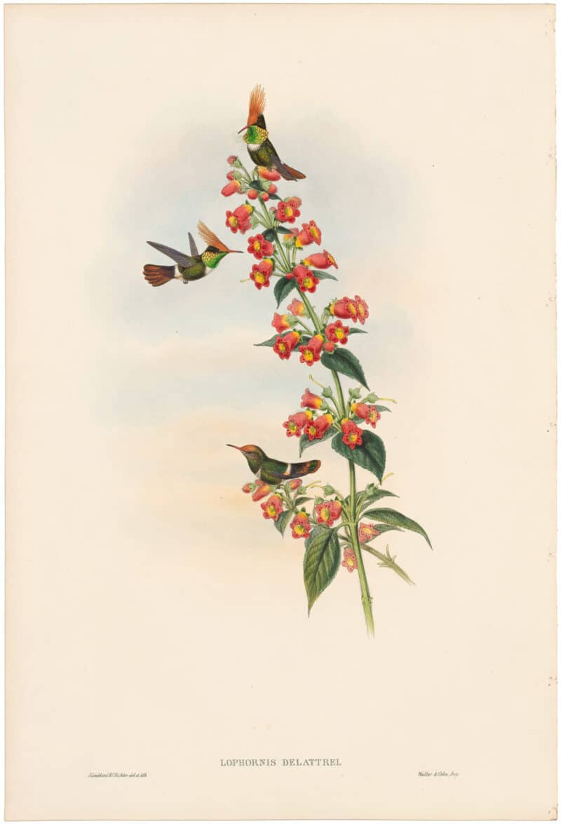 Gould Hummingbirds, Pl. 121, DeLattre's Coquette