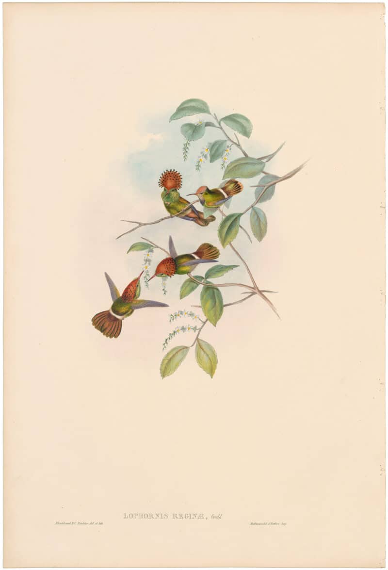 Gould Hummingbirds, Pl. 122, Spangled Coquette