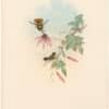 Gould Hummingbirds, Pl. 123, Princess Helena's Coquette