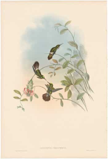 Gould Hummingbirds, Pl. 124, Festive Coquette